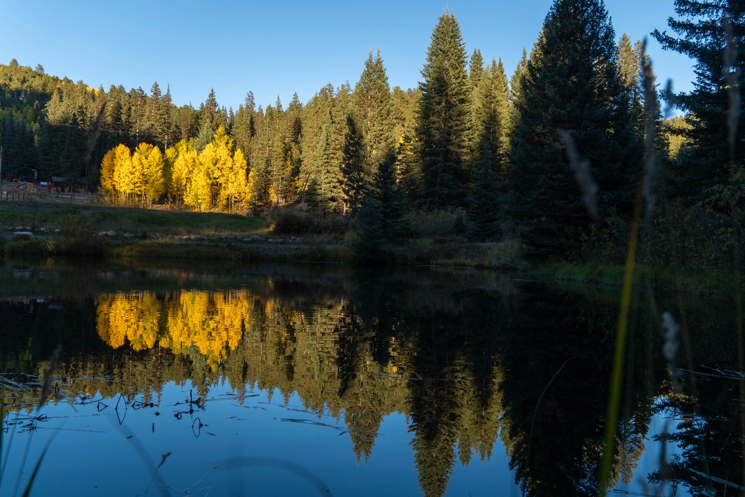 Creation’s Golden Splendor: Aspen Trees in the Fall