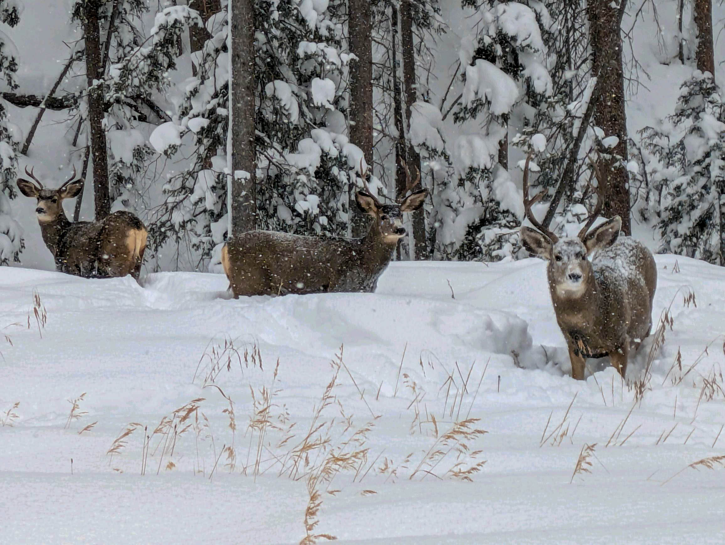 Winter Arrives With 4 Foot Snowstorm